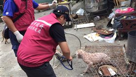 新北流浪犬舍飼主過世　大量犬貓待認養（1）新北市八里區私人狗場「慈心流浪犬舍」飼主李美蓮去世，新北市政府動物保護處獲報後到場協助安置、照顧場內犬貓，期待善心民眾積極認養。（新北市動保處提供）  中央社記者葉臻傳真  108年9月26日