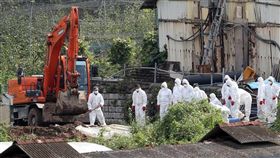 南韓非洲豬瘟疫情延燒，仁川市江華郡27日又有病例確診，全國確診病例增至9例。（圖／韓聯社提供／中央社）