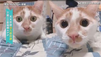 喵星人秒戴放大片　網驚：這什麼魔術
