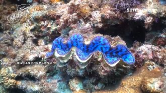 重罰當心！小琉球稀有硨磲貝遭盜採