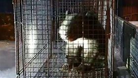 獨／抓到你了…台灣黑熊「偷吃雞」！利稻村民「逮捕」搶拍
