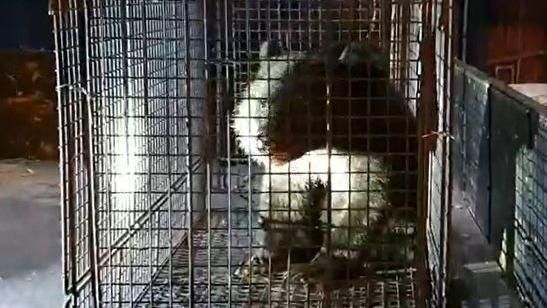 獨／最萌小偷！小黑熊「偷吃雞」遭抓