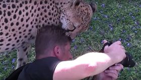 獵豹,非洲,攝影師（圖／翻攝自YouTube）