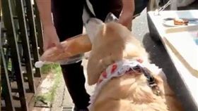 （１６：９）黃金獵犬,跑腿,麵包,IG,聰明（圖／翻攝自aarun_evolution IG）