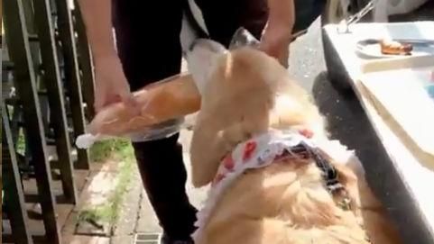黃金獵犬乖坐…下一秒咬麵包奔回家