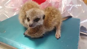 女帶活體動物闖關！被逮後竟當場餵奶