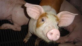 非洲豬瘟、豬肉／中央社