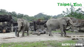 非洲象（木柵動物園）
