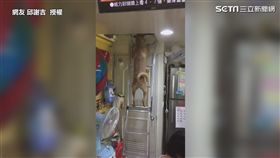 ▲網友驚呼第一次看見狗狗爬這種梯子。（圖／網友 邱謝吉  授權）