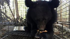 台東利稻小黑熊暫安置　後續處置待研商台東南橫公路利稻部落27日晚間發現一隻小台灣黑熊闖入覓食，經誘捕成功後，林務局28日決定暫時安置和照養，並將邀請專家研商及評估後續處置方式。（台東林管處提供）中央社記者盧太城台東傳真　108年9月28日