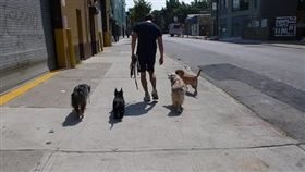美國,紐約,曼哈頓,遛狗,訓練師。(圖/翻攝自ryanfordogs)