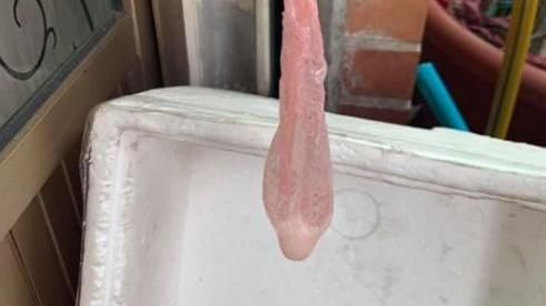 綠帽夫抓姦白忙　嘉明衛生紙竟忘了給