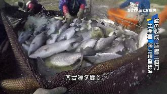 存活率「過高」！鱸魚價崩是暖冬害的
