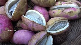 日本神秘紫色果實 又像蔬菜又水果