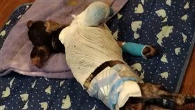 棄養,安樂死,病犬,寵物(翻攝自臉書)