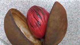 果實,肉豆蔻,肉豆蔻醚,香料,迷幻作用　圖／翻攝臉書