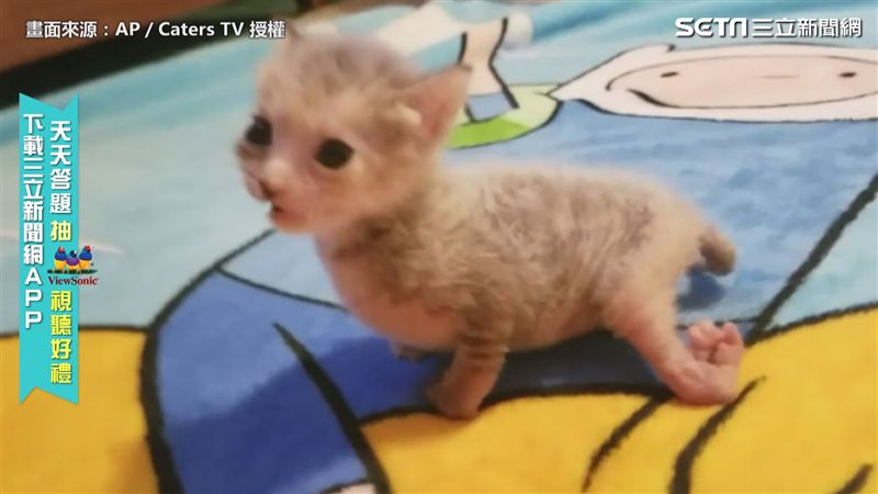 主人不離不棄　後腿畸形貓生命不受限