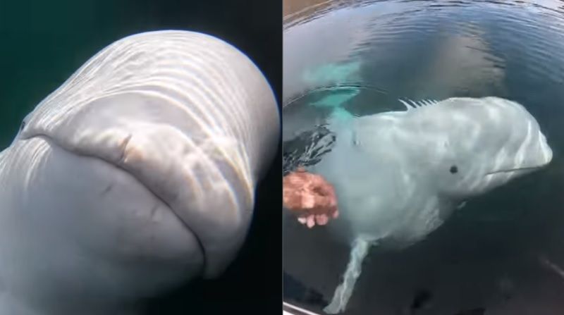 小白鯨撞落GoPro　秒鑽海底還他
