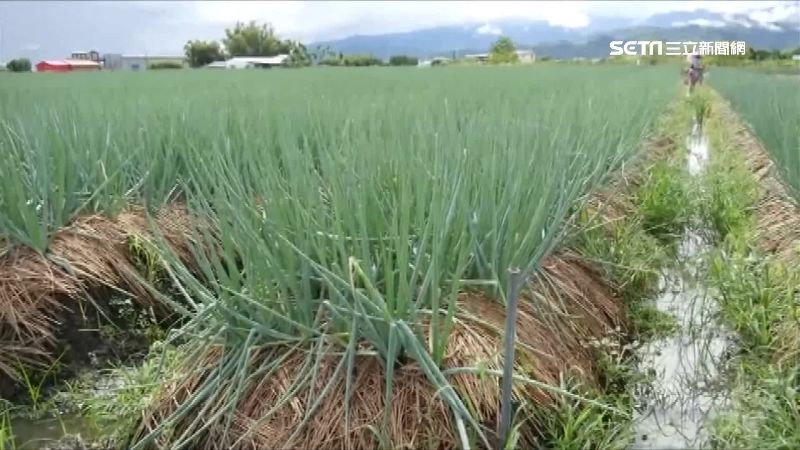 米塔進逼！三星蔥每公斤漲破230元