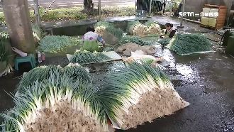 颱風來襲蔥農趕採收！蔥價狂飆2倍