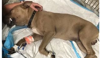 牠用生命保護小主人！被毒蛇狠咬身亡