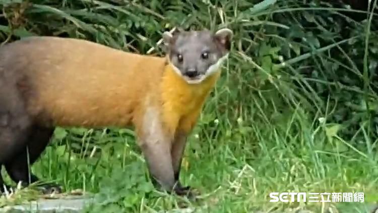 黃喉貂玉山跟車乞討　玉管處這樣說