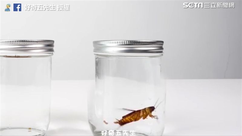 不愧是小強！蟑螂泡水半小時後神展開