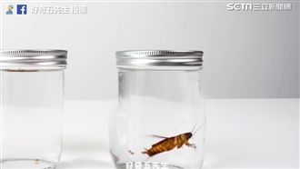 不愧是小強！蟑螂泡水半小時後神展開
