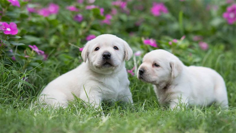 澎湖警犬產小寶寶　超萌模樣融化網友