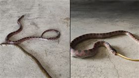 蛇,蛇吃蛇,家,爆廢公社,驚悚,動物
https://www.facebook.com/groups/644810635665586/?ref=bookmarks