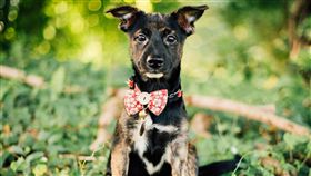 浪浪協會,粉專,黑狗,刻板印象,白色項圈（圖／翻攝自臉書粉專《浪浪別哭》）