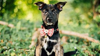 歐告天生有「白項圈」　嬌喊：帶我走