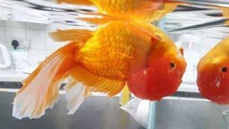 金魚上下顛倒游？獸醫理髮手術助翻身