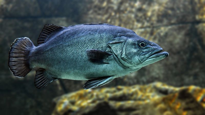 魚也有痛覺！研究：牠跟其他動物一樣