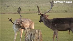 自慰,TENGA,成人用品,精子
圖／TENGA提供