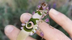 螳螂,南非,魔花螳螂,薰衣草。(圖/翻攝自臉書)