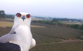 捕鼠一級棒  台灣農田正流行老鷹棲架