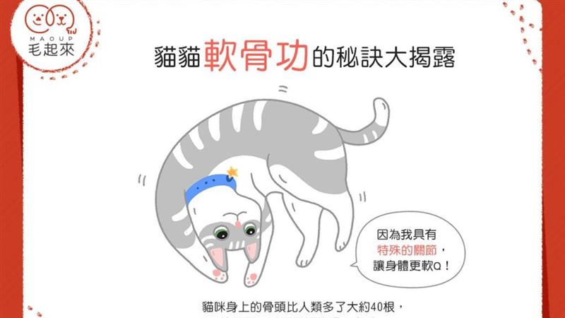 貓貓都會軟骨功？軟Q的秘密大公開