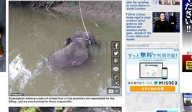 馬來西亞,侏儒象,70槍,象牙,盜獵。(圖/翻攝自每日郵報)
