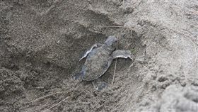 台東綠蠵龜上岸產卵（1）一隻綠蠵龜在8月初從台東杉原海水浴場和富山漁業資源保護區間上岸產卵，這幾天幼龜陸續破殼而出，在保育志工和小朋友協助下回到大海。（台東縣政府提供）中央社記者盧太城台東傳真  108年10月2日