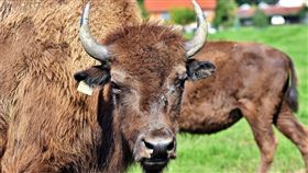 美洲野牛。（圖／翻攝自Pixabay）
