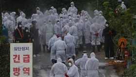 南韓京畿道坡州市2日一家養豬農場出現非洲豬瘟第10例確診病例，預計將有11萬多頭生豬被撲殺。（韓聯社提供）