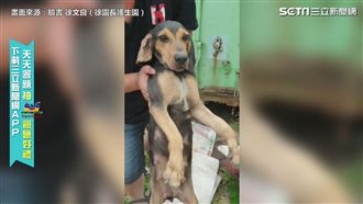癱瘓狗媽護子求生　男救出喊：恁老木