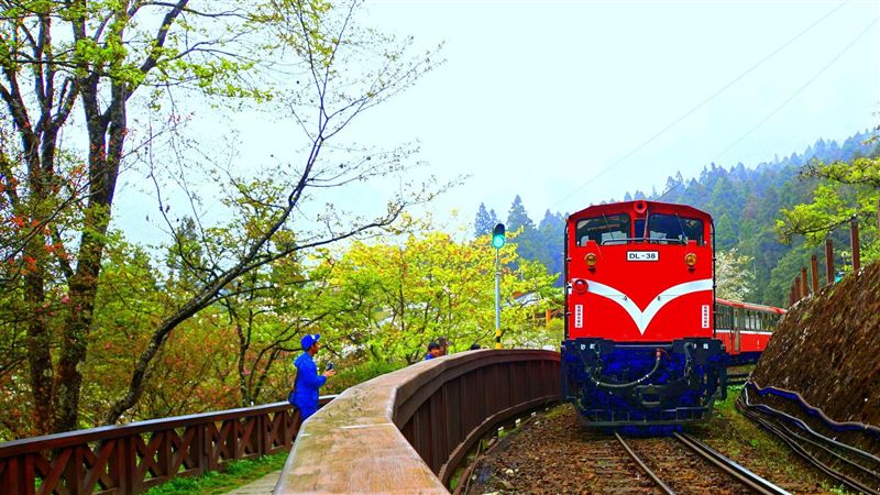 阿里山森林開放拍婚紗　入園只要十元