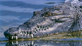 毒品沖馬桶…野生動物被迫喝毒水　河川現嗑藥「冰毒鱷魚」（圖／翻攝自pixabay）