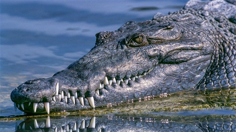 長壽鱷魚身亡！剖開肚子…獸醫嚇傻了