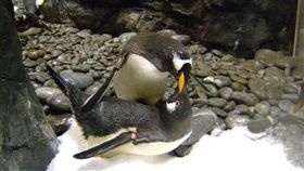 業配、廠商提供、勿用