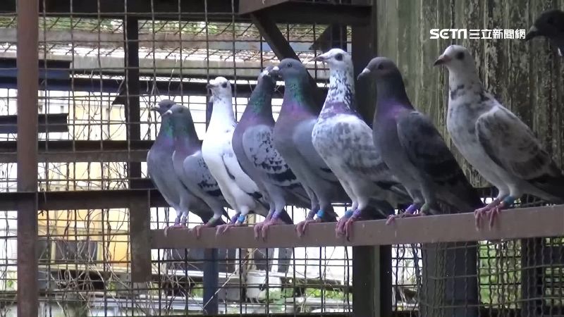 罕見！法官體諒…賽鴿彩金逾半還賭客
