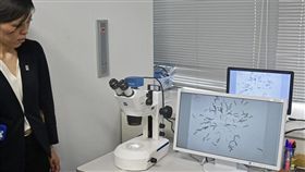 日企研究利用線蟲篩檢癌症的新檢查法將於2020年實用化，此檢查法使用一滴尿即可早期發現15種癌症，因可望降低癌症篩檢門檻受到高度期待。（共同社提供）