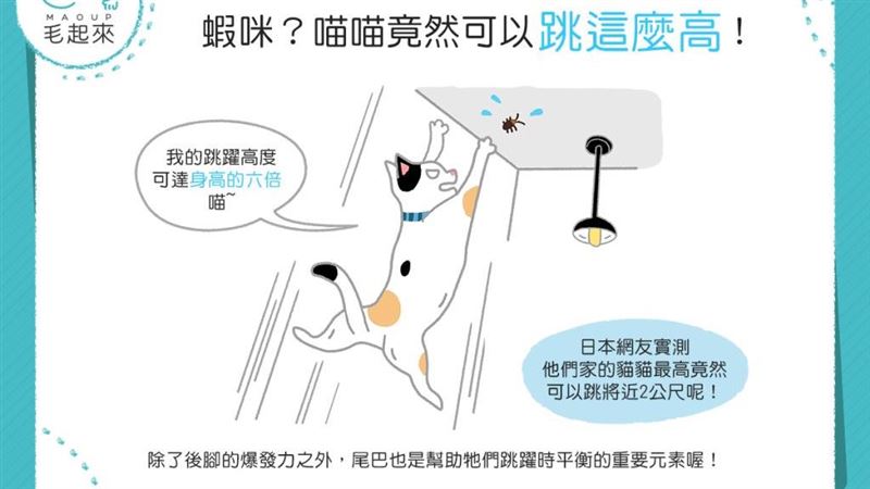 貓貓怎麼可以跳這麼高！？